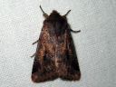 Orthosia_gothica_f_gothicina_tunnusraitayokkonen_IMG_4910.JPG