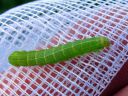 Orthosia_gothica_larva_tunnusraitayokkonen_toukka_IMG_6372.JPG