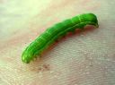 Orthosia_gothica_larva_tunnusraitayokkonen_toukka_IMG_6374.JPG