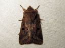 Orthosia_gothica_tunnusraitayokkonen_IMG_2553.JPG