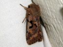 Orthosia_gothica_tunnusraitayokkonen_IMG_4833.JPG