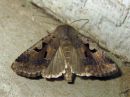 Orthosia_gothica_tunnusraitayokkonen_IMG_9340.jpg