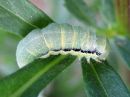 Orthosia_gracilis_larva_kalvasraitayokkonen_toukka_IMG_6789.JPG