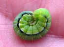 Orthosia_gracilis_larva_kalvasraitayokkonen_toukka_IMG_6793.JPG