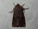 Orthosia_incerta_isoraitayokkonen_IMG_3567.jpg