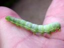 Orthosia_incerta_larva_isoraitayokkonen_toukka_IMG_5009.JPG