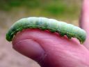 Orthosia_incerta_larva_isoraitayokkonen_toukka_IMG_5010.JPG