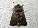 Orthosia_opima_sinervaraitayokkonen_IMG_9959.jpg