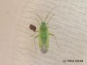 Orthotylus_flavosparsus_savikkakaitalude_4_6_2014.jpg