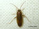 Orthotylus_fuscescens__mantykaitalude_29_6_2016.JPG