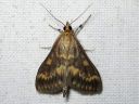 Ostrinia_nubilalis_maissikoisa_IMG_0766.JPG