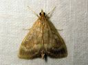 Ostrinia_nubilalis_maissikoisa_IMG_2990.JPG