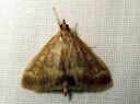 Ostrinia_nubilalis_maissikoisa_IMG_3225.JPG