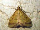 Ostrinia_nubilalis_maissikoisa_IMG_5906.JPG