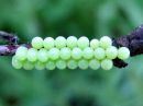 Palomena_prasina_eggs_viherlude_munia_IMG_5918.JPG