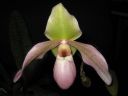 Paphiopedilum_Dellaina_IMG_1898.jpg