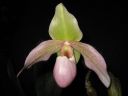 Paphiopedilum_Dellaina_IMG_1900.jpg