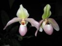 Paphiopedilum_Dellaina_IMG_2081.jpg