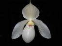 Paphiopedilum_Deperle_20060304_IIMG_8543.jpg