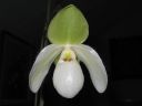 Paphiopedilum_Deperle_20060304_IMG_1415.jpg