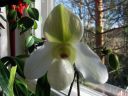 Paphiopedilum_Deperle_IMG_1147.jpg