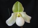 Paphiopedilum_Deperle_IMG_1678.jpg