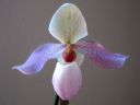 Paphiopedilum_Deperle_KTT_20070108_IMG_9605.jpg