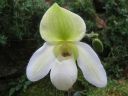 Paphiopedilum_Deperle_VA_IMG_1022.jpg