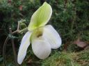 Paphiopedilum_Deperle_VA_IMG_1024.jpg