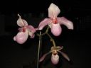 Paphiopedilum_Deperle_VP1_20070222_IMG_2544.jpg