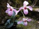 Paphiopedilum_Deperle_VP1_20070222_IMG_3615.jpg