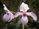 Paphiopedilum_Deperle_VP1_20070222_IMG_3618.jpg