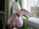 Paphiopedilum_Deperle_VP1_220207_IMG_1387.jpg