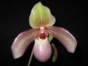 Tiedostonimi=Paphiopedilum_Deperle_VP1_220207_IMG_2117.jpg
Tiedostokoko=47kt
Koko=600x450
Lisätty=05.03.2012 Paphiopedilum_Deperle_VP1_220207_IMG_2117.jpg