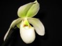 Paphiopedilum_Deperle_VP2_20070222_IMG_0568.jpg