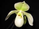 Paphiopedilum_Deperle_VP2_20070222_IMG_0570.jpg