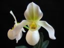 Paphiopedilum_Deperle_VP2_20070222_IMG_0924.jpg