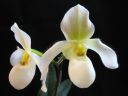 Paphiopedilum_Deperle_VP2_20070222_IMG_0925.jpg