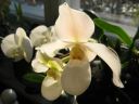 Paphiopedilum_Deperle_VP2_20070222_IMG_1307.jpg