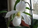 Paphiopedilum_Deperle_VP2_20070222_IMG_1389.jpg