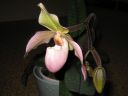 Paphiopedilum_Deperle_vanha_IMG_1908.jpg