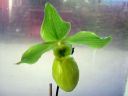 Paphiopedilum_Golddollar_ON_Karge_20081018_IMG_1461.jpg