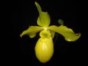 Paphiopedilum_Golddollar_ON_Karge_20081018_IMG_1706.jpg