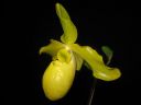 Paphiopedilum_Golddollar_ON_Karge_20081018_IMG_1707.jpg