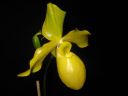 Paphiopedilum_Golddollar_ON_Karge_20081018_IMG_1799.jpg