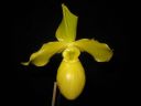 Paphiopedilum_Golddollar_ON_Karge_20081018_IMG_1800.jpg