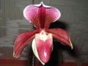 Paphiopedilum_King_Arthur_20060127_IMG_6154.jpg