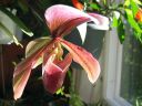 Paphiopedilum_King_Arthur_20060127_IMG_6466.jpg