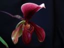 Paphiopedilum_King_Arthur_AK_20081019_IMG_2002.jpg