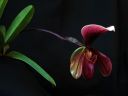 Tiedostonimi=Paphiopedilum_King_Arthur_AK_20081019_IMG_2004.jpg
Tiedostokoko=35kt
Koko=600x450
Lisätty=05.03.2012 Paphiopedilum_King_Arthur_AK_20081019_IMG_2004.jpg